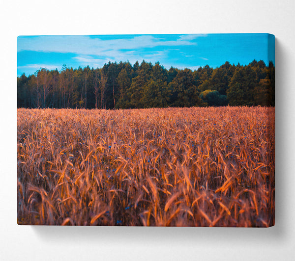  A Canvas Print of Golden Field Of Dreams Canvas Art