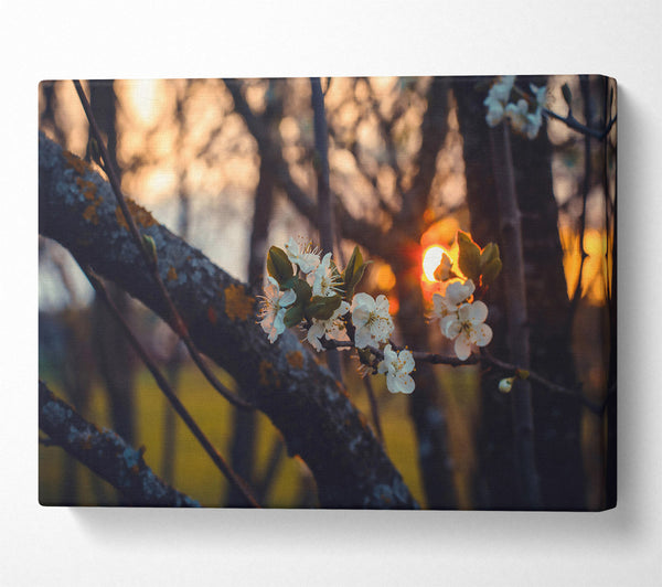  A Canvas Print of Golden Blossom Sunset Canvas Wall Art