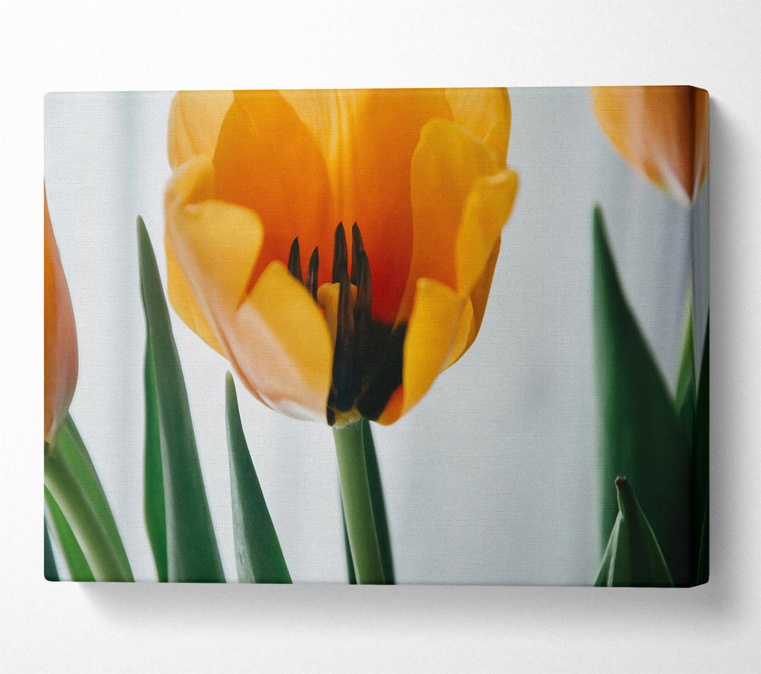  A Canvas Print of Golden Tulip Bloom Canvas Wall Art