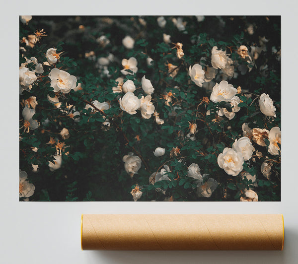 Emerald White Blooms Giclee Print