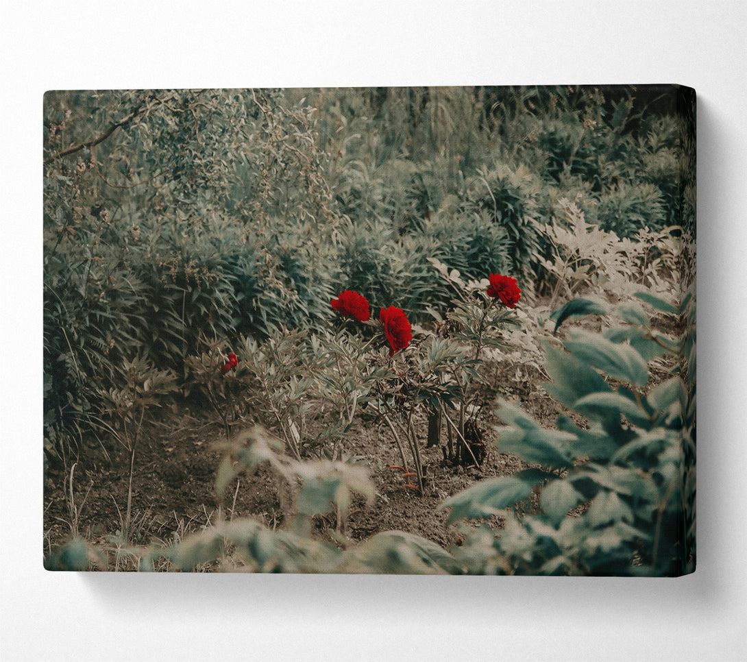  A Canvas Print of Red Blooms In Green Canvas Print
