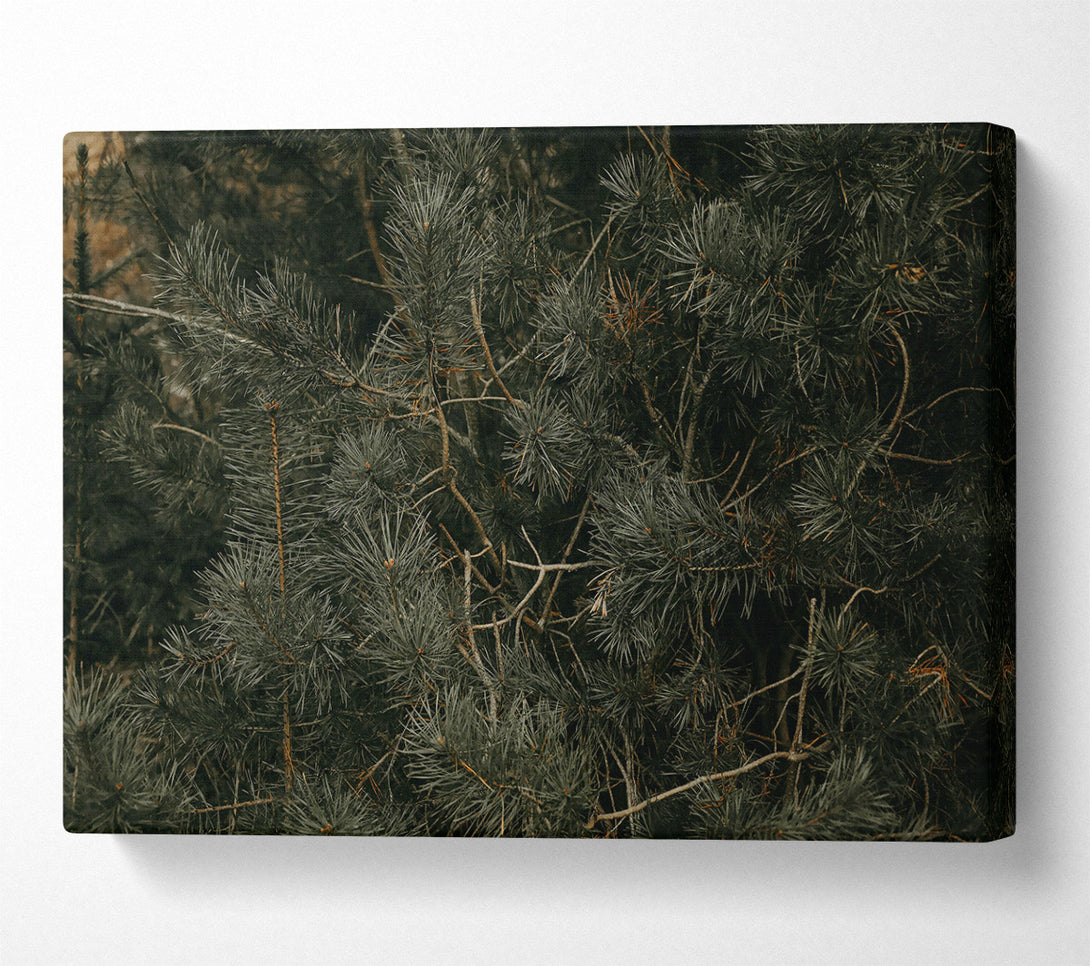  A Canvas Print of Evergreen Forest Hues Canvas Print