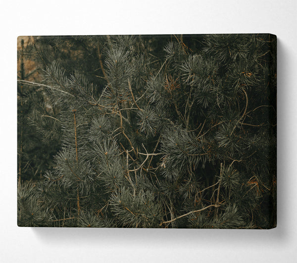  A Canvas Print of Evergreen Forest Hues Canvas Print