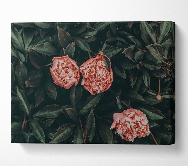  A Canvas Print of Blush Blooms In Green Canvas Wall Art