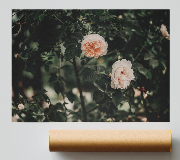 Blush Rose Bush Giclee Print