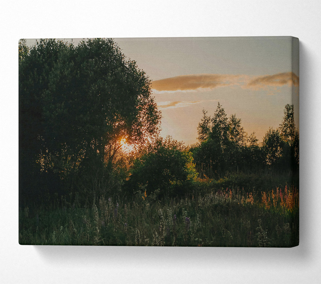  A Canvas Print of Golden Forest Sunset Canvas Art