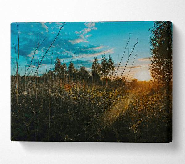 A Canvas Print of Golden Field Sunset Canvas Art