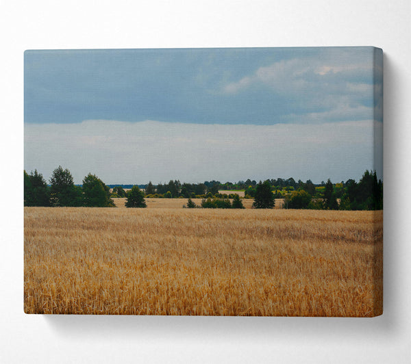  A Canvas Print of Golden Field Horizon Canvas Print