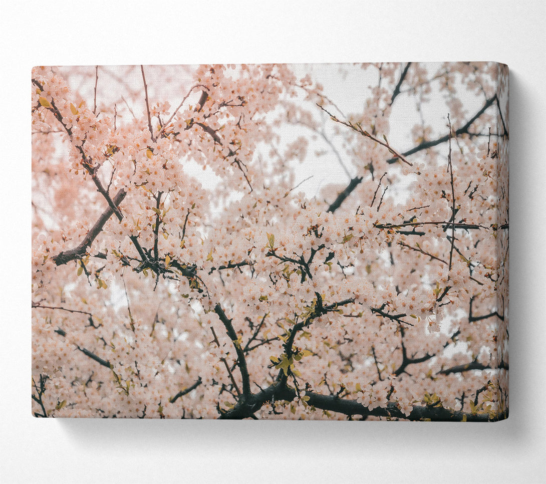  A Canvas Print of Pale Pink Blossoms Canvas Wall Art