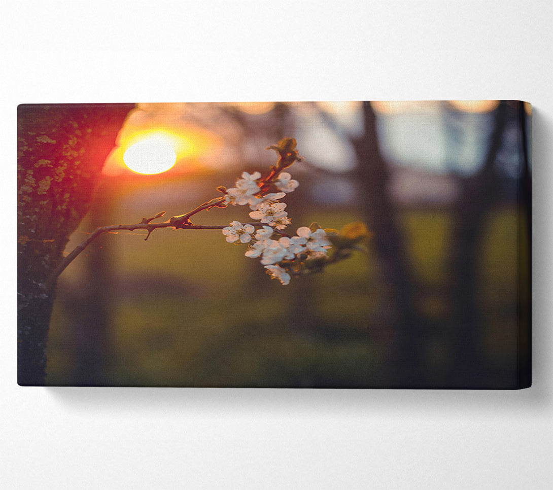  A Canvas Print of Orange Blossoms Sunset Canvas Art