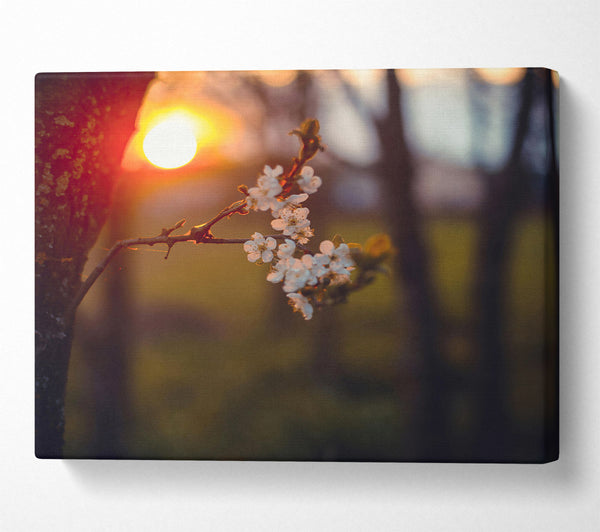  A Canvas Print of Orange Blossoms Sunset Canvas Art