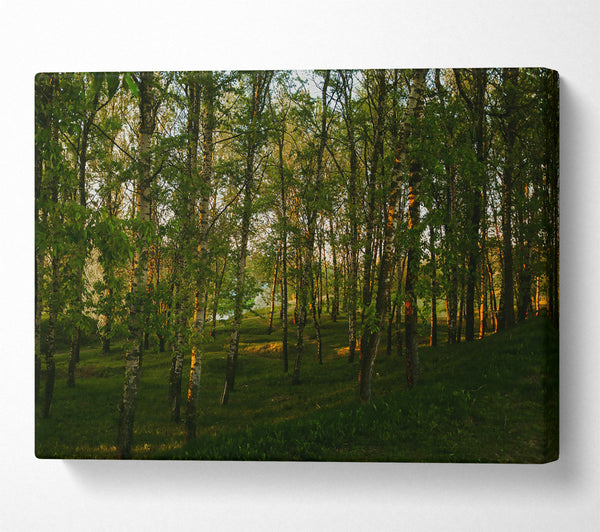  A Canvas Print of Golden Birch Grove Canvas Art