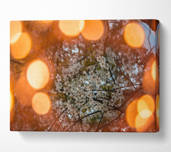  A Canvas Print of Orange Blossom Dreams Canvas Art