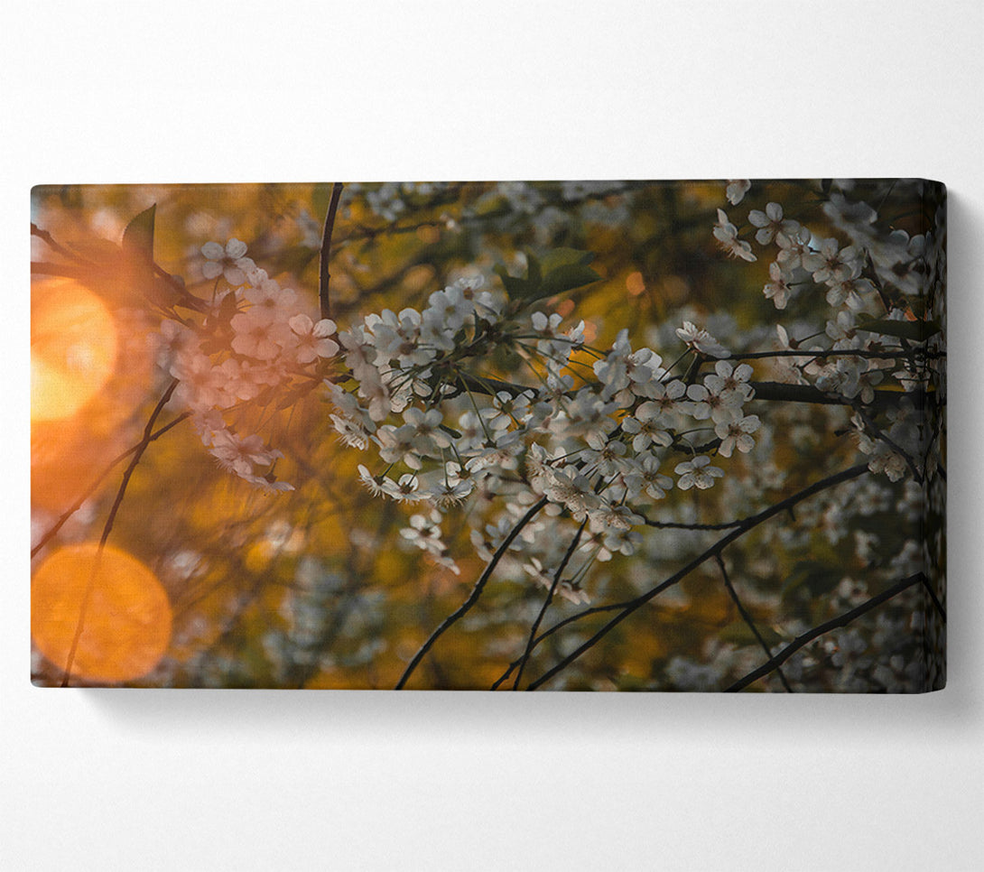  A Canvas Print of Golden Bloom Canvas Art