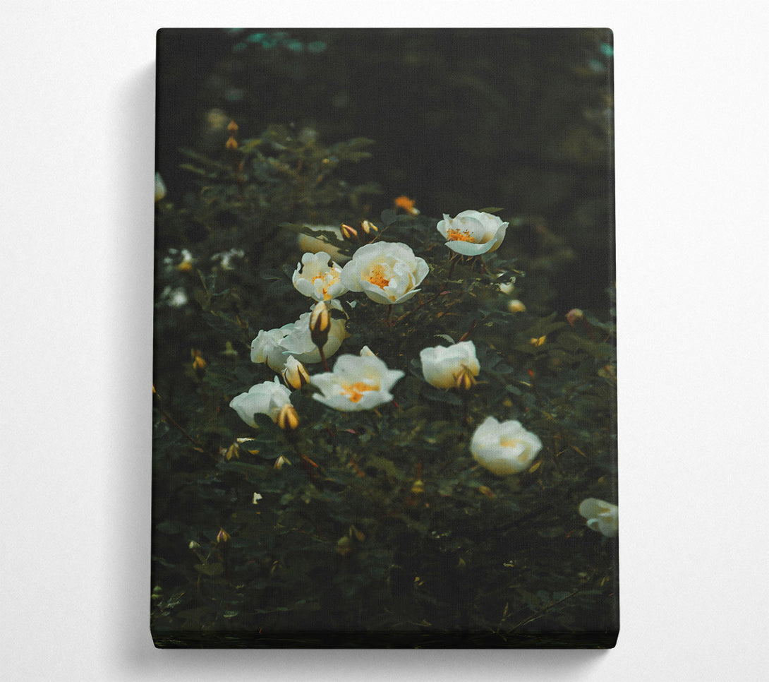  A Canvas Print of White Blossoms In Green Canvas Print
