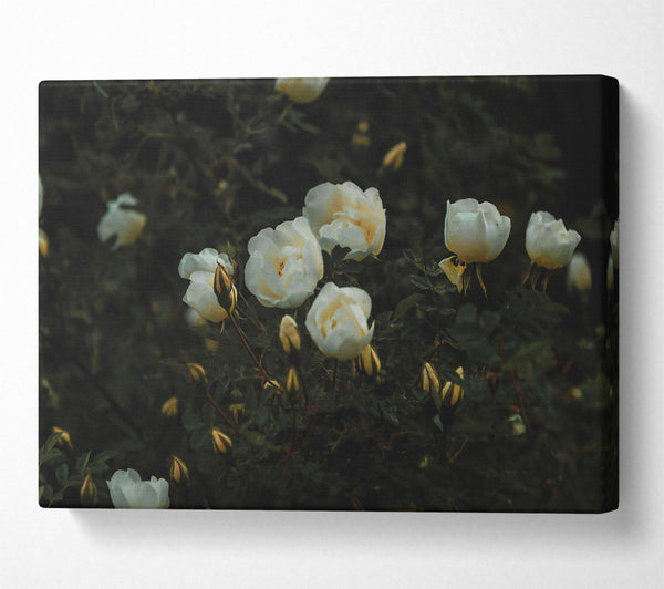  A Canvas Print of White Blooms In Green Canvas Print