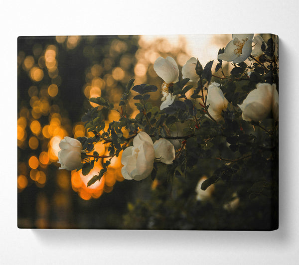  A Canvas Print of Golden Hour Blooms Canvas Art