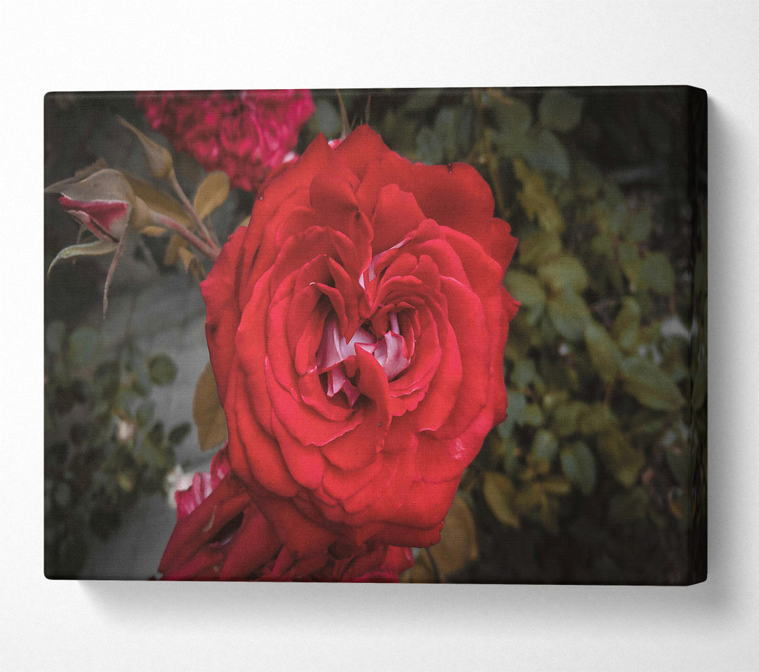 A Canvas Print of Crimson Rose Bloom Canvas Print