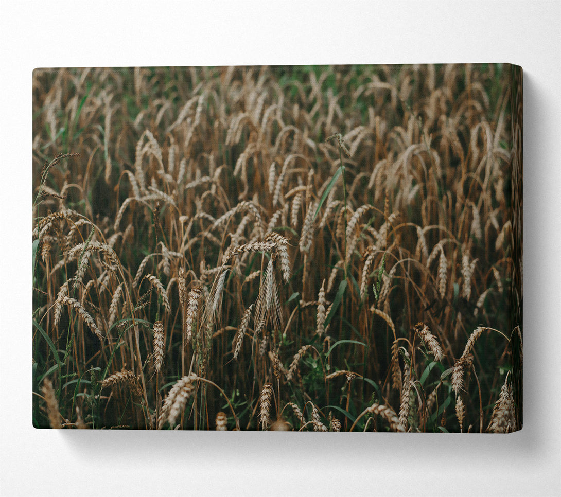  A Canvas Print of Golden Wheat Field Canvas Wall Art