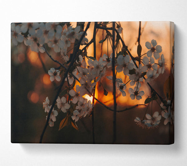  A Canvas Print of Orange Blossom Sunset Canvas Art