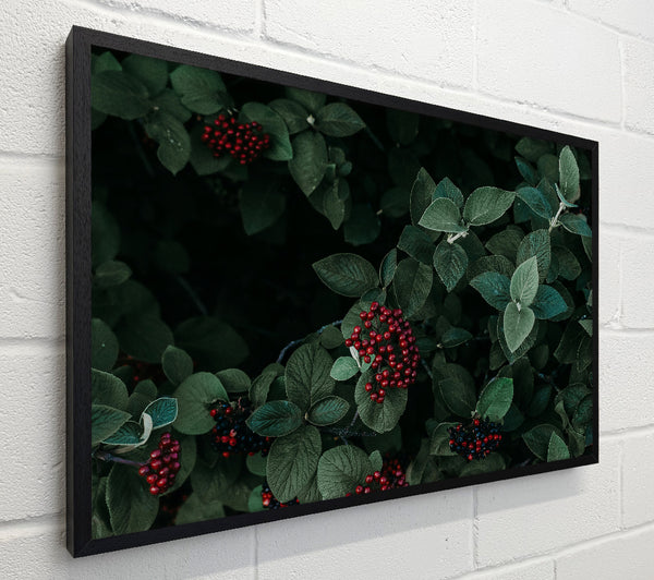 Crimson Berries And Leaves