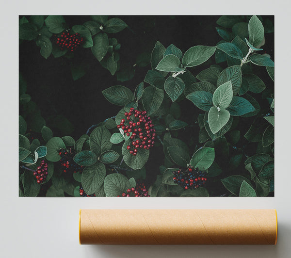 Crimson Berries And Leaves Print