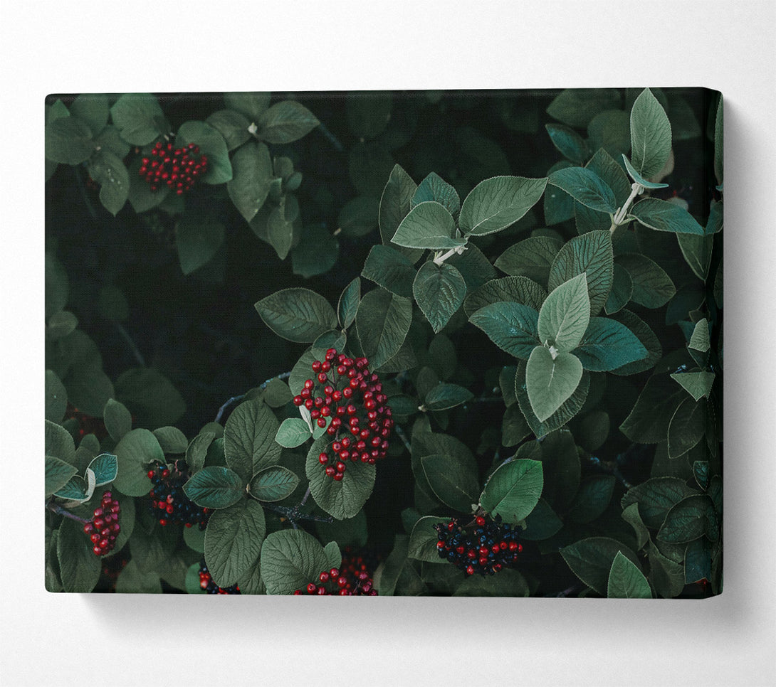  A Canvas Print of Crimson Berries And Leaves Canvas Wall Art