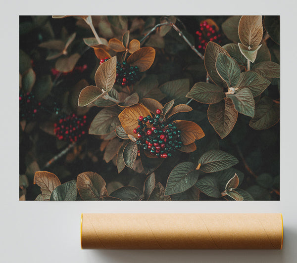 Burgundy Autumn Berries Print