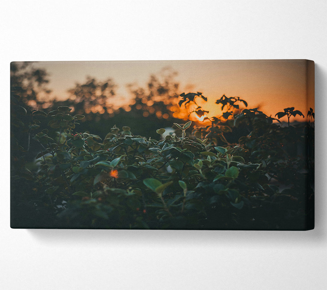  A Canvas Print of Orange Sunset Foliage Canvas Art