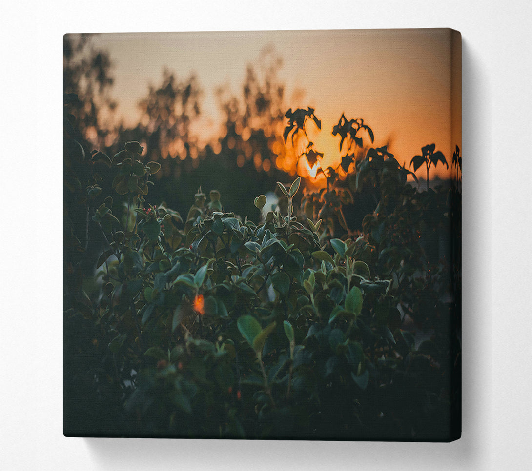  A Canvas Print of Orange Sunset Foliage Canvas Art