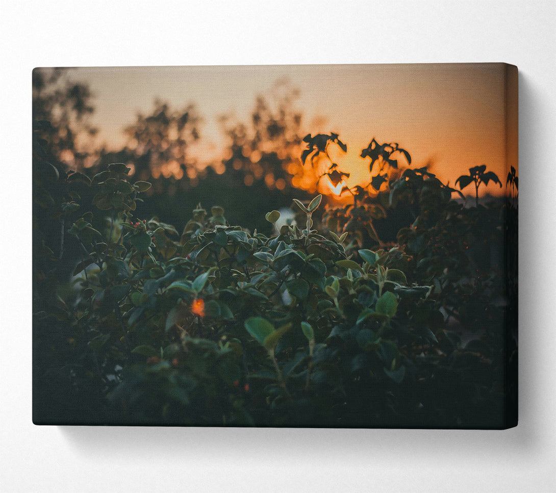  A Canvas Print of Orange Sunset Foliage Canvas Art