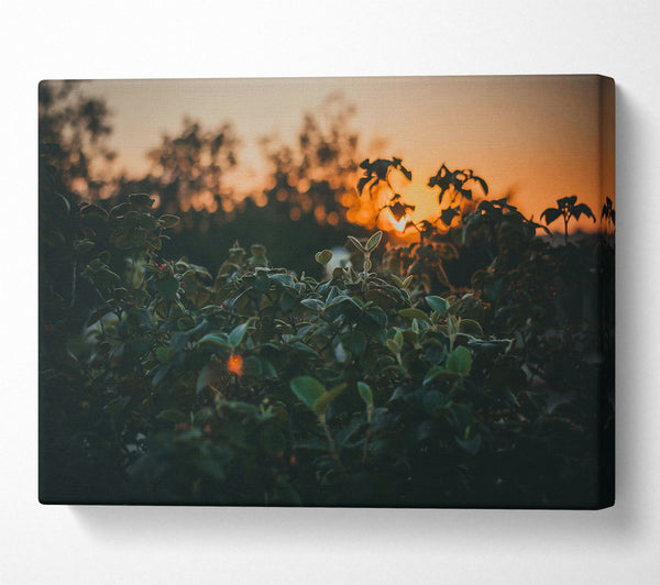  A Canvas Print of Orange Sunset Foliage Canvas Art