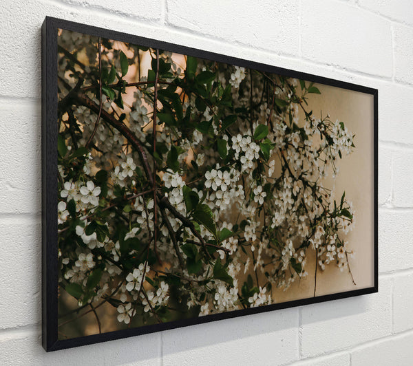 White Blossoms On Beige