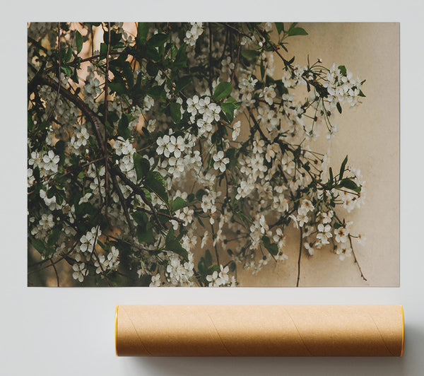 White Blossoms On Beige Giclee Print