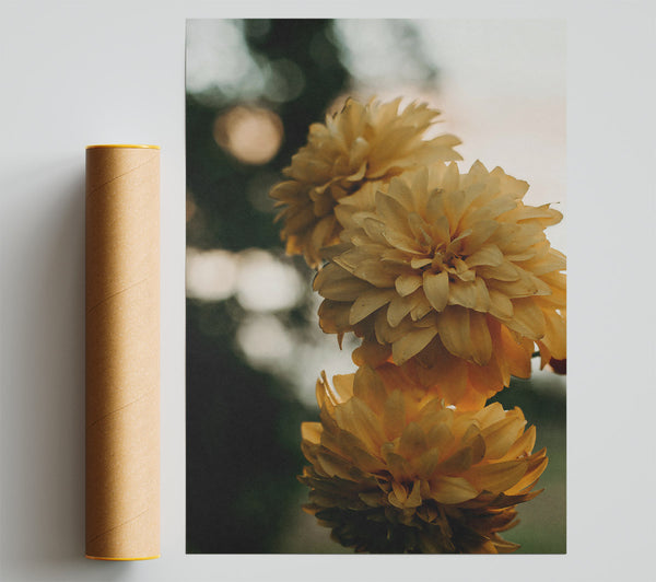 Golden Blooms In Focus Poster