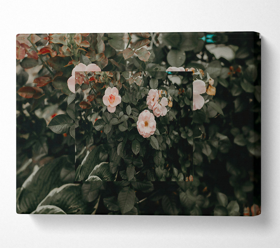  A Canvas Print of Pale Pink Bloom Canvas Art