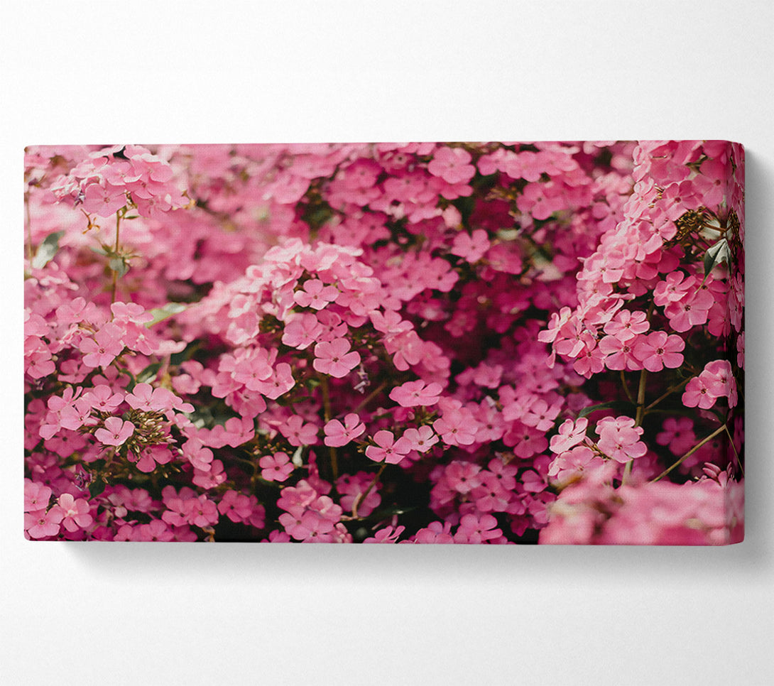  A Canvas Print of Pink Flower Field Canvas Art