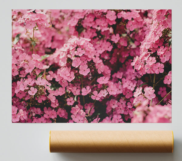 Pink Flower Field Giclee Print