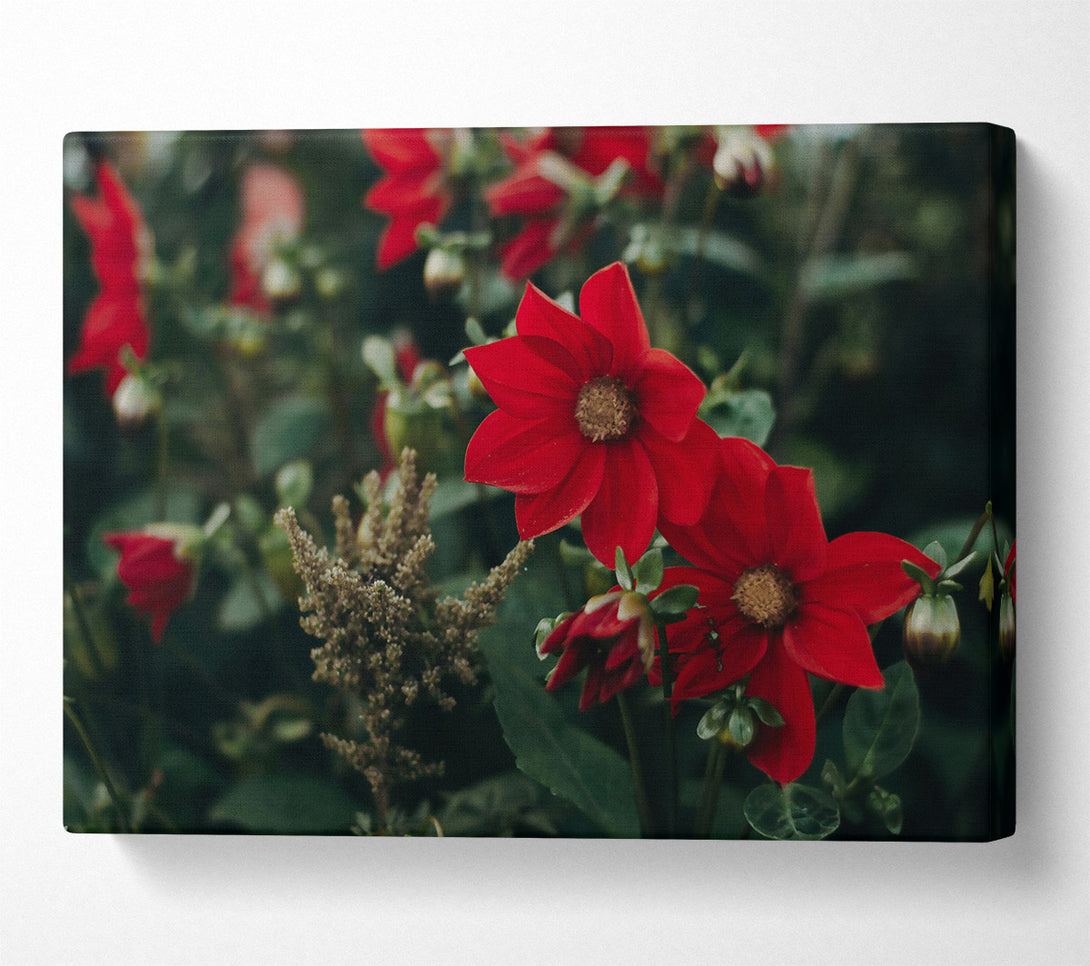  A Canvas Print of Crimson Bloom'S Embrace Canvas Wall Art