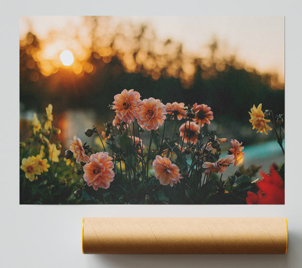Peach Sunsets Blooms Giclee Print