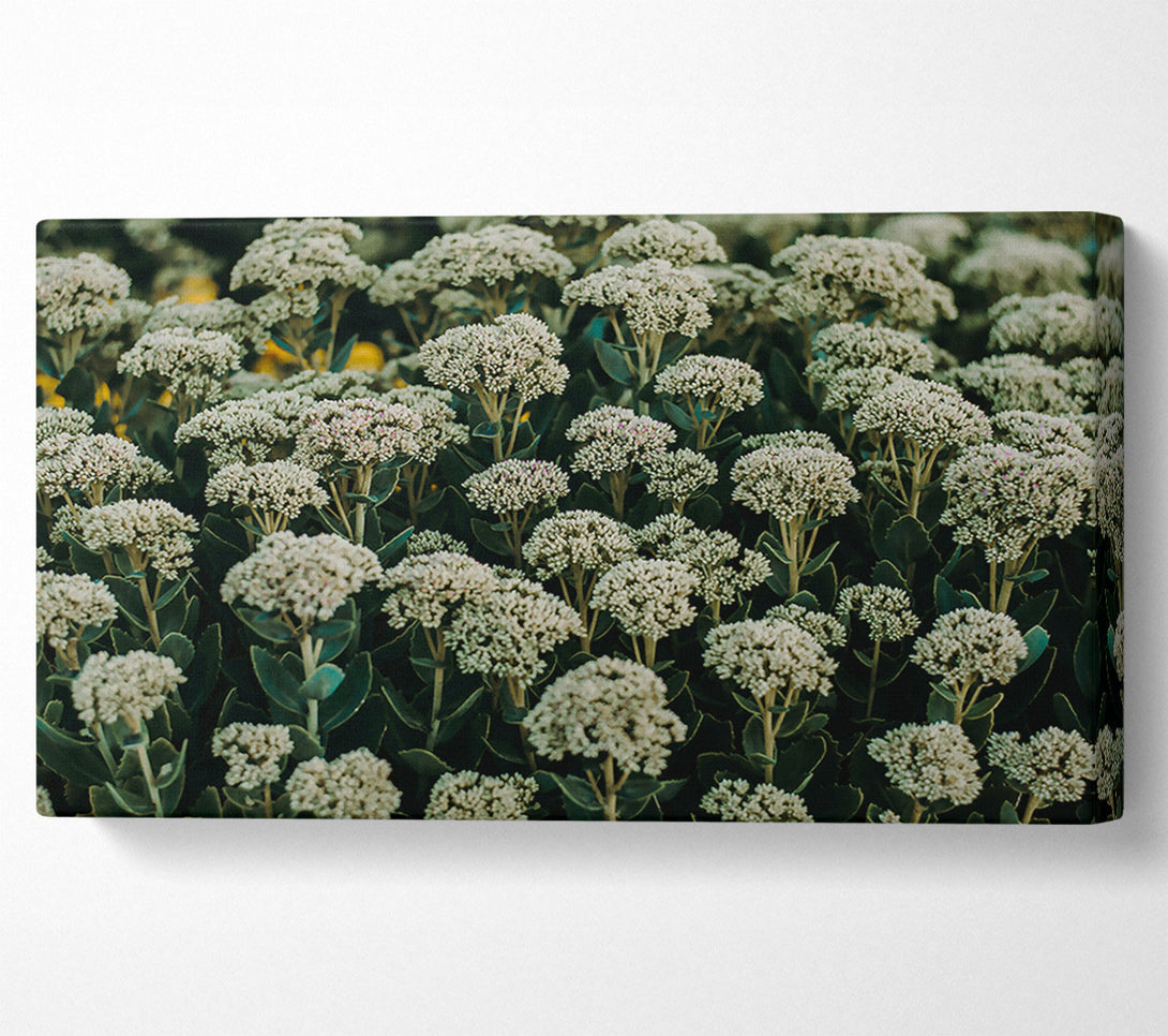  A Canvas Print of Green White Blooms Canvas Art