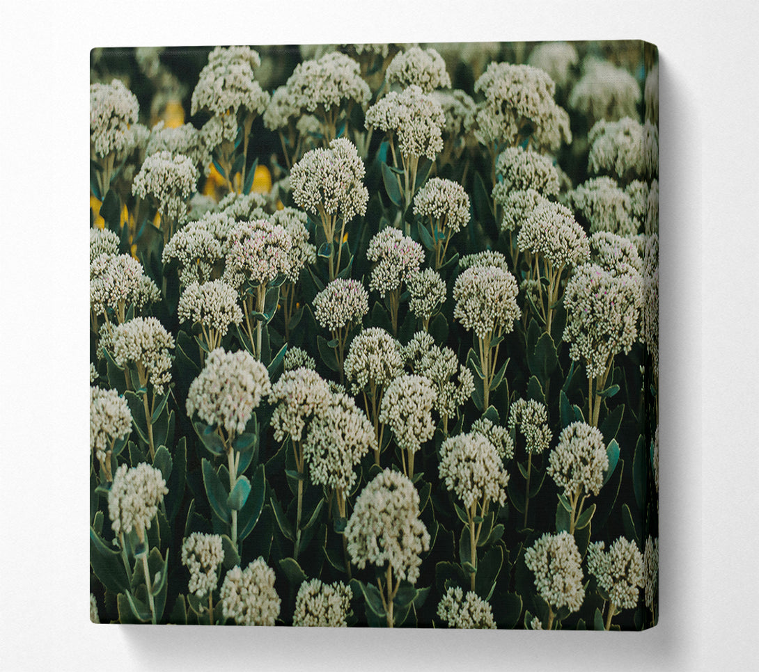  A Canvas Print of Green White Blooms Canvas Art