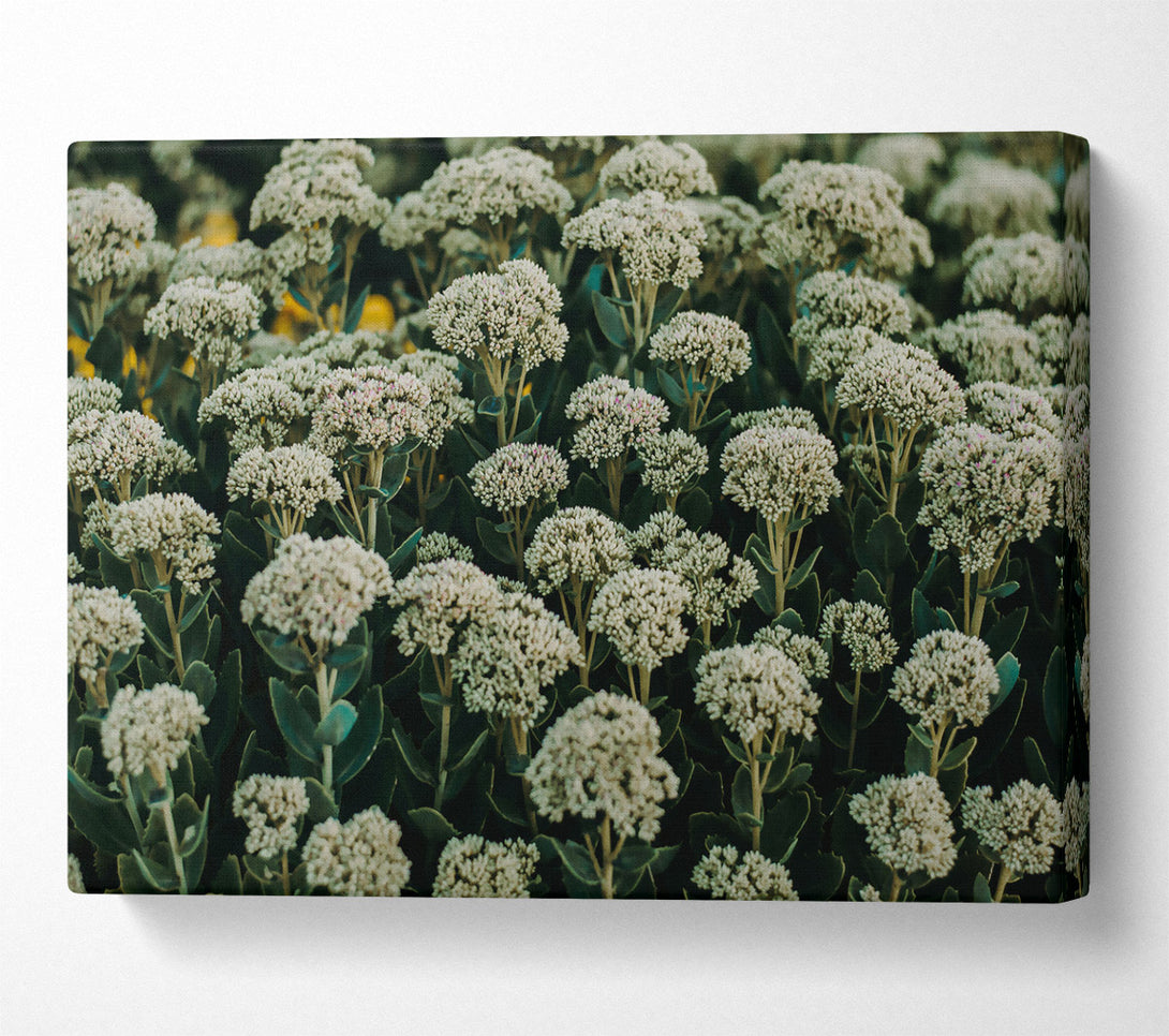  A Canvas Print of Green White Blooms Canvas Art