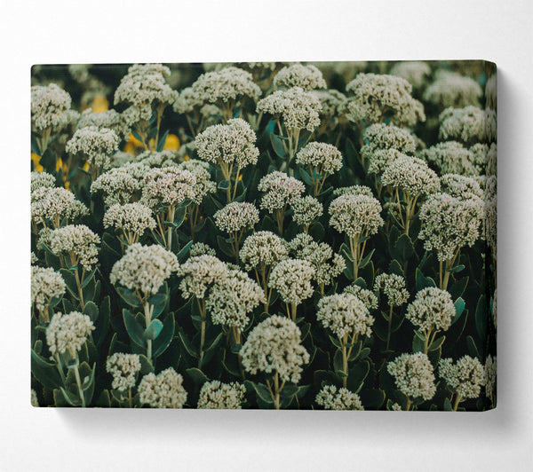  A Canvas Print of Green White Blooms Canvas Art
