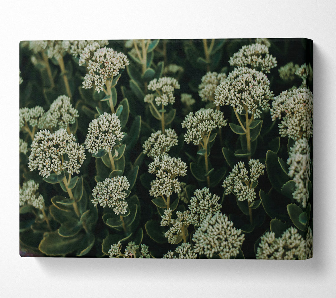  A Canvas Print of White Blooms In Green Canvas Print