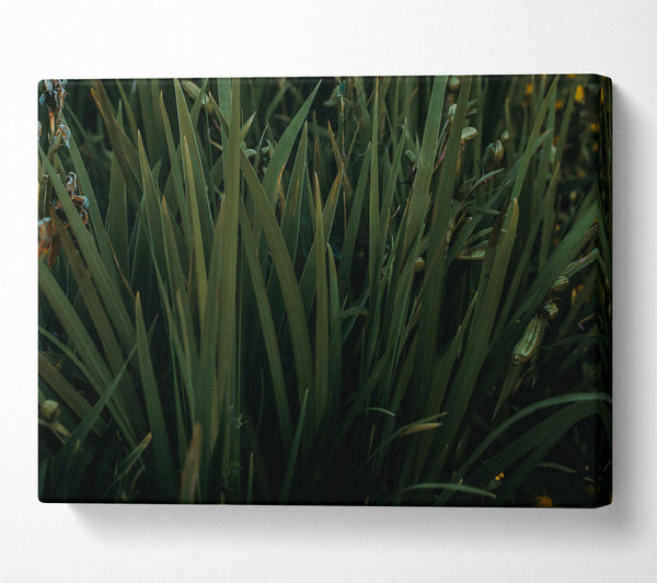  A Canvas Print of Emerald Blades Of Grass Canvas Art