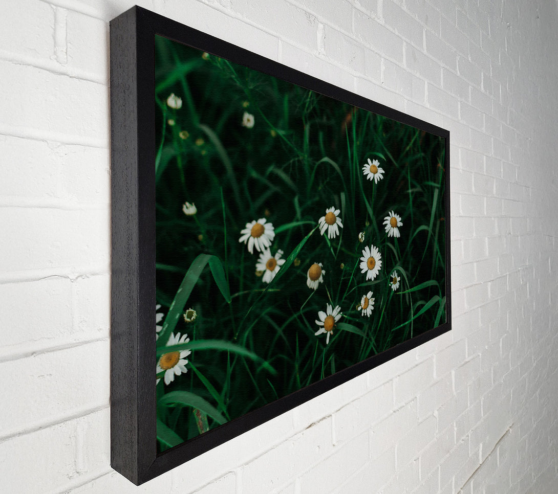  A Canvas Print of Green Daisies In Bloom Canvas Print