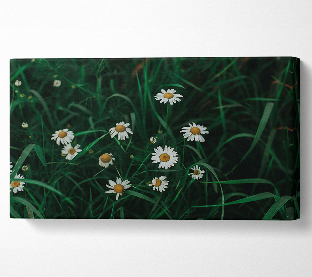  A Canvas Print of Green Daisies In Bloom Canvas Print