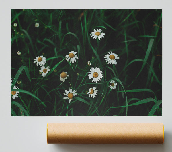 Green Daisies In Bloom Giclee Print