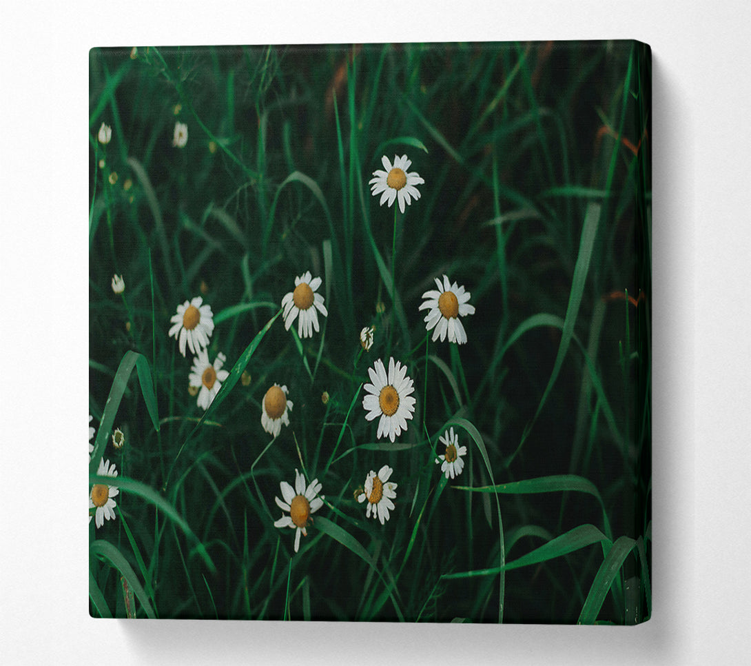  A Canvas Print of Green Daisies In Bloom Canvas Print